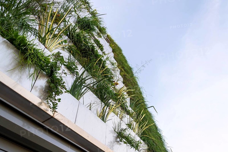 Window surrounded with root zone waste water treatment plant for greene vertical living wall, exterior facade Slavkov Czech republic