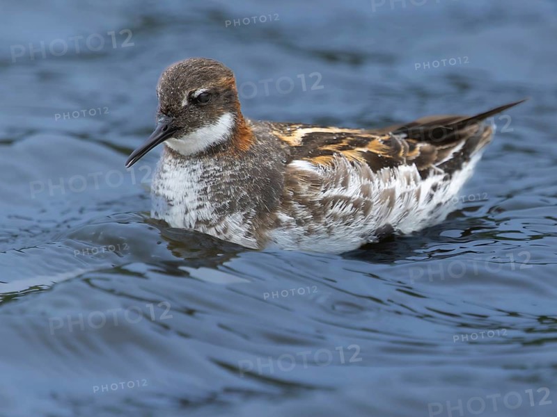 Red-necked Phalarope (Phalaropus lobatus) swims in cold arctic water, Grimsey Island, Iceland
