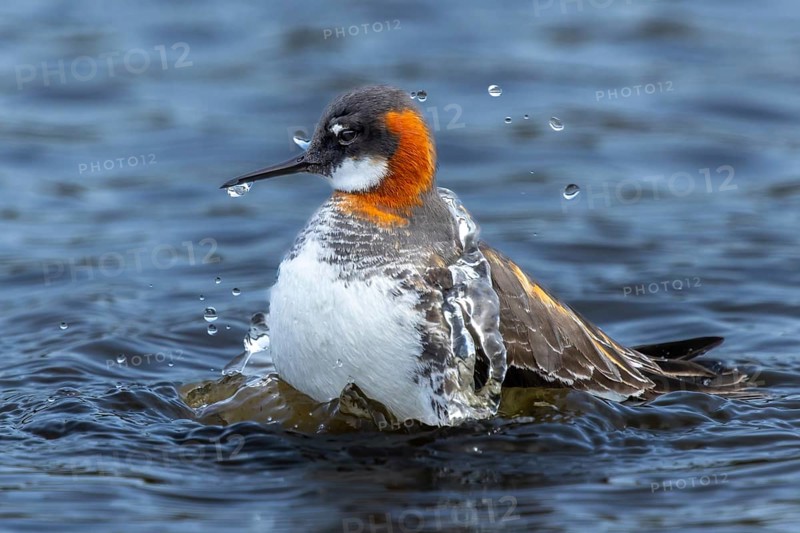Red-necked Phalarope (Phalaropus lobatus) taking a water bath, Grimsey Island, Iceland
