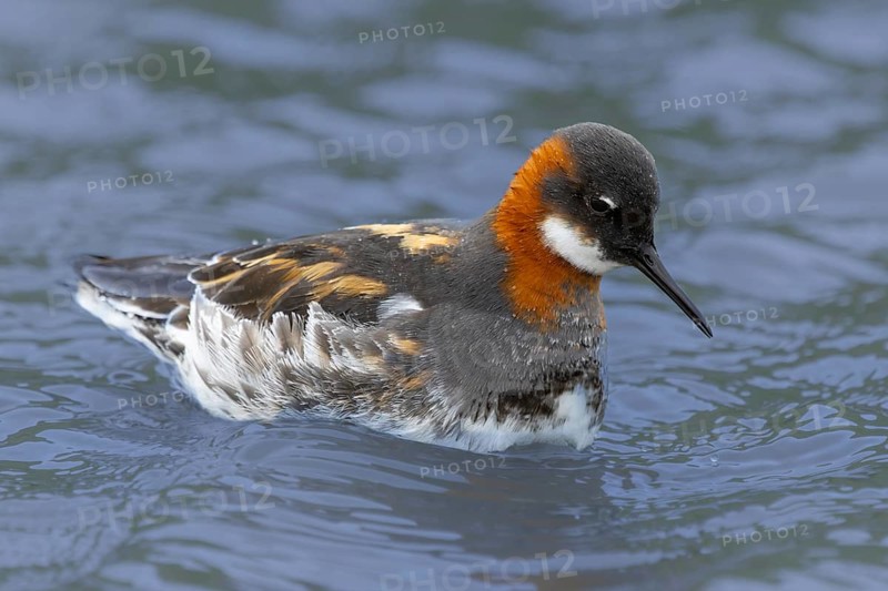Red-necked Phalarope (Phalaropus lobatus) in breeding dress, Grimsey Island, Iceland