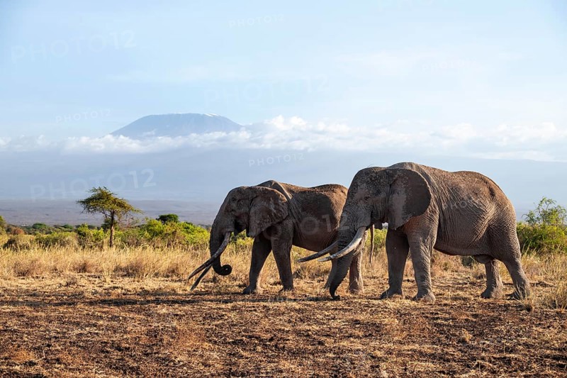 Two African elephants (Loxodonta africana) in a picturesque savanna landscape with the summit of Mount Kilimanjaro, the famous Super Tusker elephant Craig with his friend Pascal, old male with long tusks, in the evening light, Kajiado County, Kenya