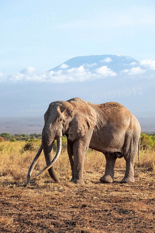 African elephant (Loxodonta africana) in picturesque savanna landscape with the summit of Mount Kilimanjaro, the famous Super Tusker elephant Craig, old male with long tusks, in the evening light, Kajiado County, Kenya