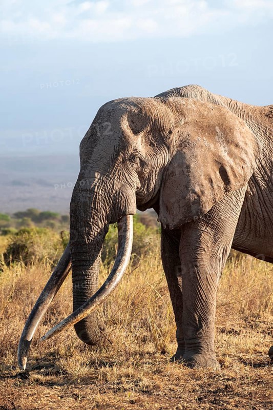 African elephant (Loxodonta africana) in picturesque savanna landscape with the summit of Mount Kilimanjaro, the famous Super Tusker elephant Craig, old male with long tusks, in the evening light, animal portrait, Kajiado County, Kenya
