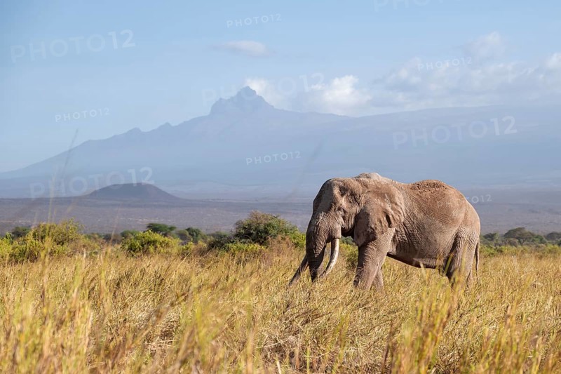 African elephant (Loxodonta africana) in picturesque savanna landscape with the summit of Mount Meru, the famous Super Tusker elephant Craig, old male with long tusks, in the evening light, Kajiado County, Kenya