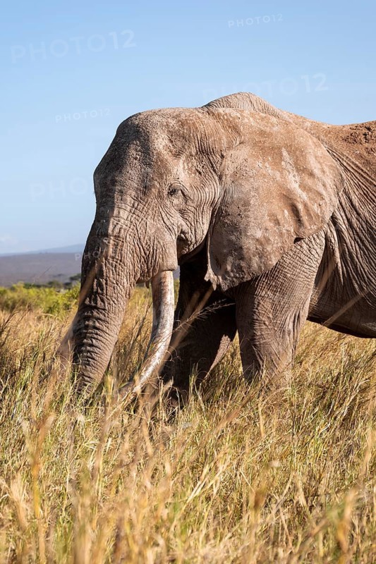 African elephant (Loxodonta africana) the famous Super Tusker elephant Craig, old male with long tusks, animal portrait, Kajiado County, Kenya