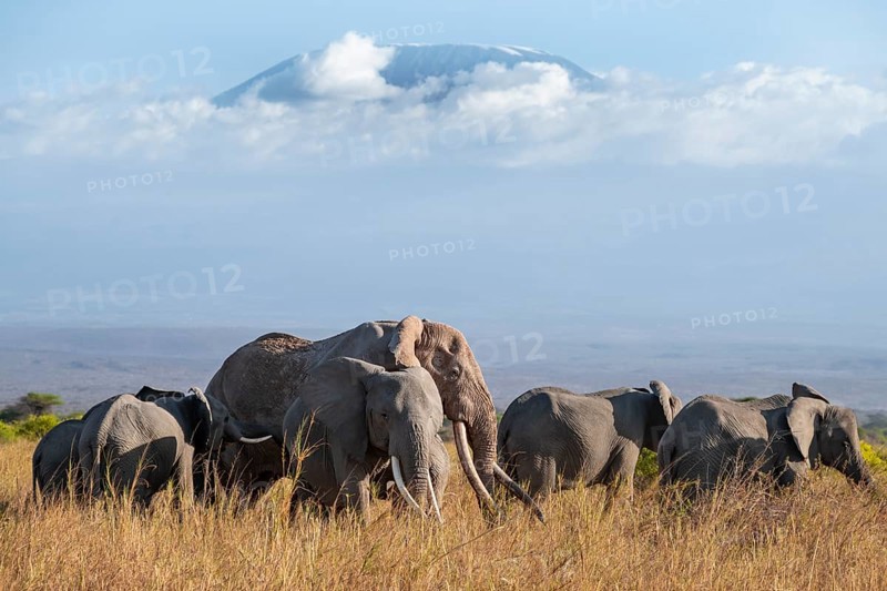 Group of African elephants (Loxodonta africana) in picturesque savanna landscape with the summit of Mount Kilimanjaro, the famous Super Tusker elephant Craig, old male with long tusks, in the evening light, Kajiado County, Kenya