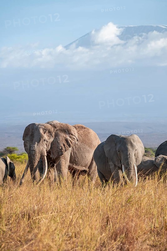 Group of African elephants (Loxodonta africana) in picturesque savanna landscape with the summit of Mount Kilimanjaro, the famous Super Tusker elephant Craig, old male with long tusks, in the evening light, Kajiado County, Kenya