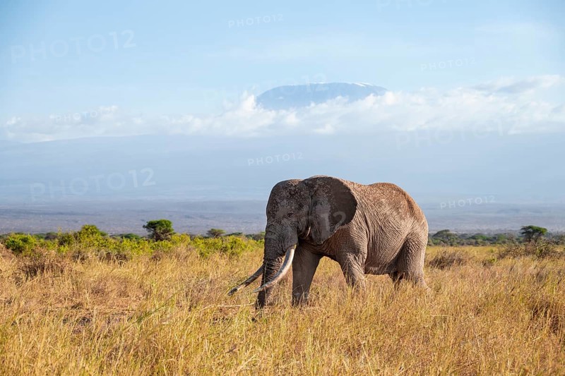 African elephant (Loxodonta africana) in picturesque savanna landscape with the summit of Mount Meru, old male with long tusks, in the evening light, Kajiado County, Kenya