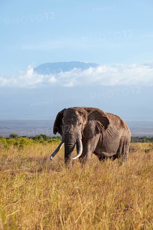 African elephant (Loxodonta africana) in picturesque savanna landscape with the summit of Mount Meru, old male with long tusks, in the evening light, Kajiado County, Kenya