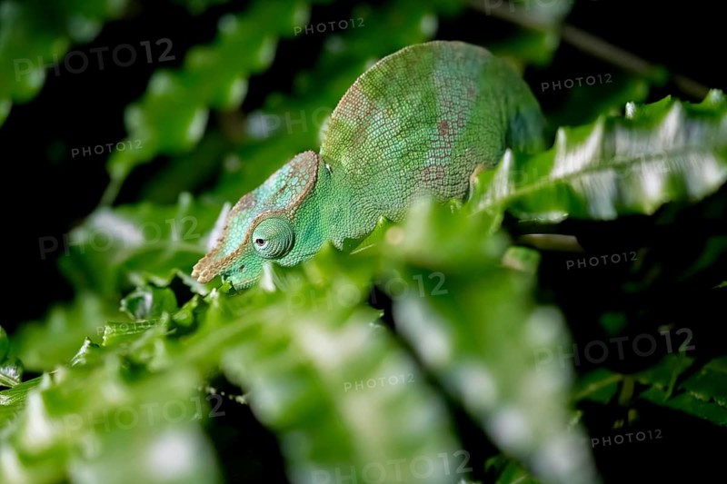 Squishy bihorn chameleon (Kinyongia matschiei), juvenile male, chameleon on a leaf at night, Amani Nature Forest Reserve, Eastern Usambara Mountains, Tanga, Tanzania
