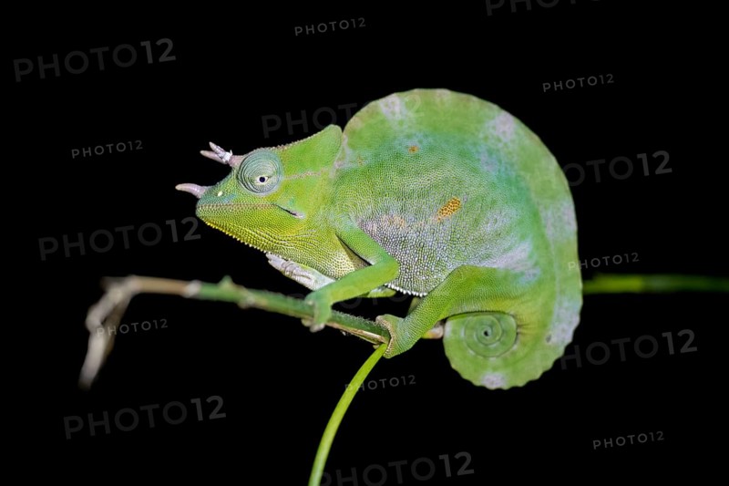 Usambara three-horned chameleon (Trioceros deremensis), chameleon on a branch at night, Amani Nature Forest Reserve, Eastern Usambara Mountains, Tanga, Tanzania