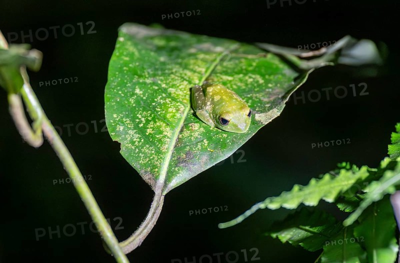 Green woodclimbing frog (Leptopelis vermiculatus) sitting on a leaf, Amani Nature Forest Reserve, Eastern Usambara Mountains, Tanga, Tanzania