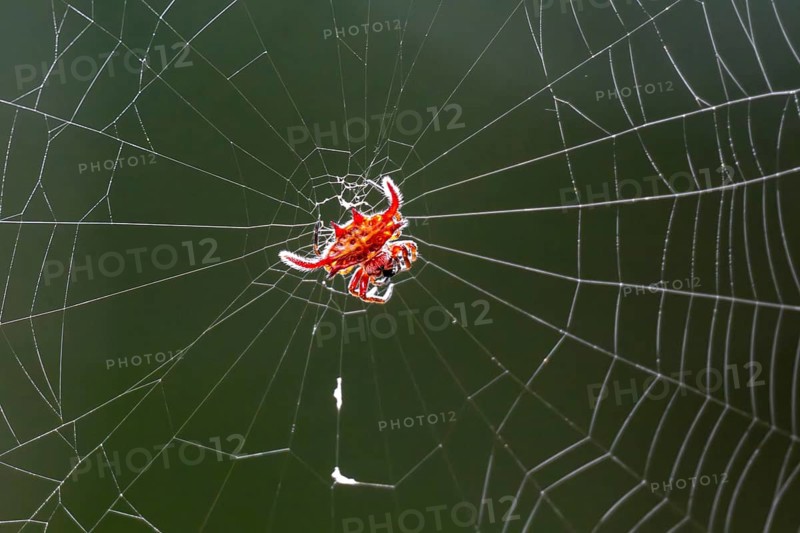 Long Wing Kite Spider (Gasteracantha falcicornis) Red spider sitting in spider web, Amani Nature Forest Reserve, Eastern Usambara Mountains, Tanga, Tanzania