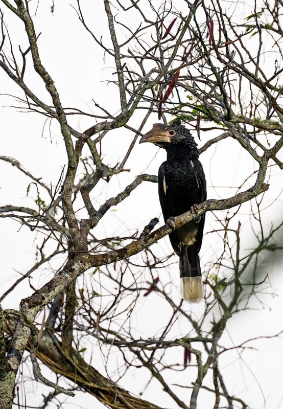 Silver-cheeked hornbird (Bycanistes brevis), adult female, horned raven sitting on a branch, Amani Nature Forest Reserve, Eastern Usambara Mountains, Tanga, Tanzania