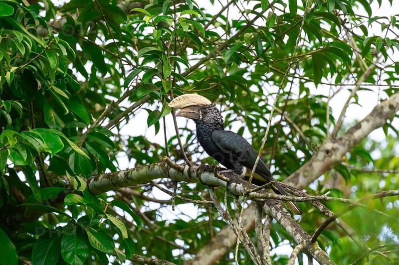 Silver-cheeked hornbird (Bycanistes brevis), adult male, horned raven sitting on a branch, Amani Nature Forest Reserve, Eastern Usambara Mountains, Tanga, Tanzania