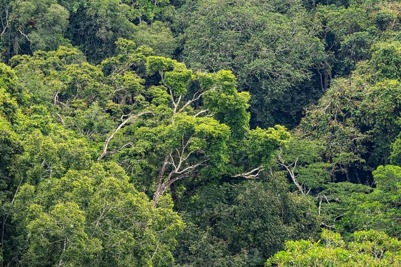 Rainforest treetops, cloud forest, Amani Nature Forest Reserve, Eastern Usambara Mountains, Tanga, Tanzania