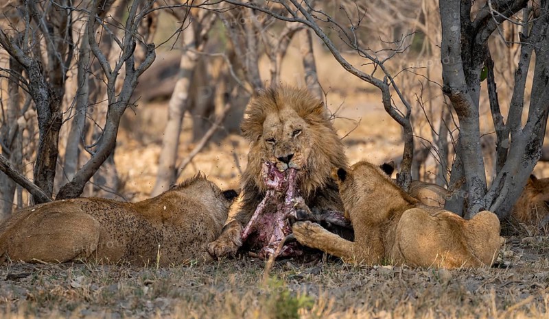 Lion (Panthera Leo) with kill, pack eats captured buffalo, adult male eats on the carcass, Moremi Game Reserve, Botswana