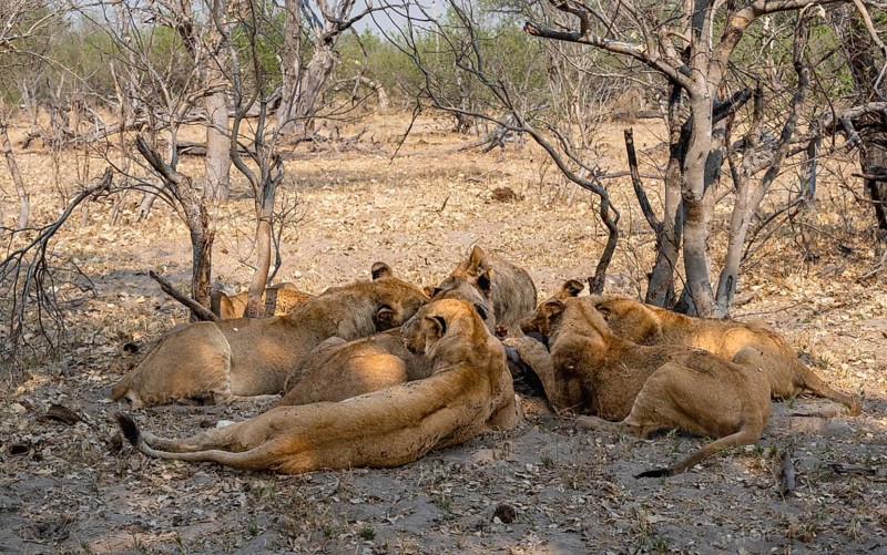 Lion (Panthera Leo) with kill, pack eats captured buffalo, Moremi Game Reserve, Botswana