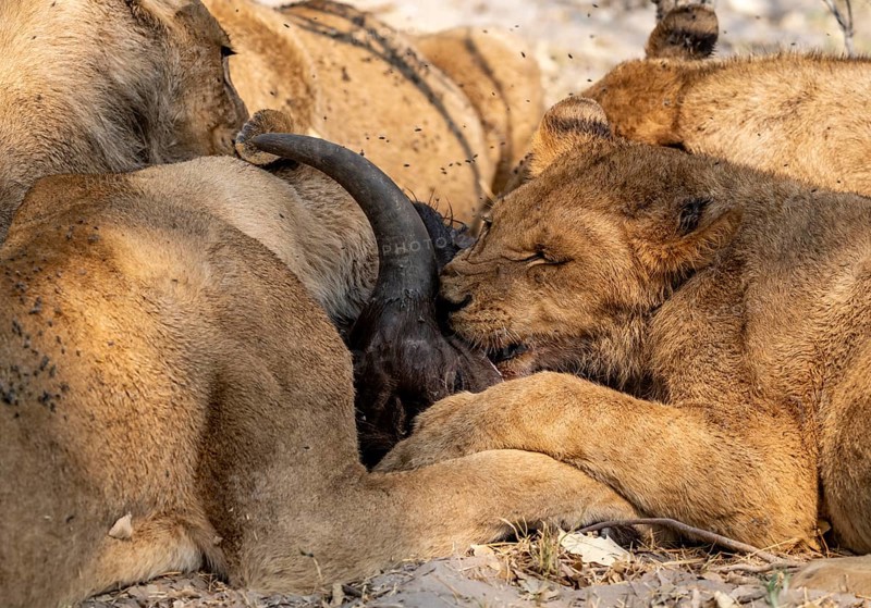 Lion (Panthera Leo) with kill, pack eats captured buffalo, young lion eats on the head of the carcass, Moremi Game Reserve, Botswana