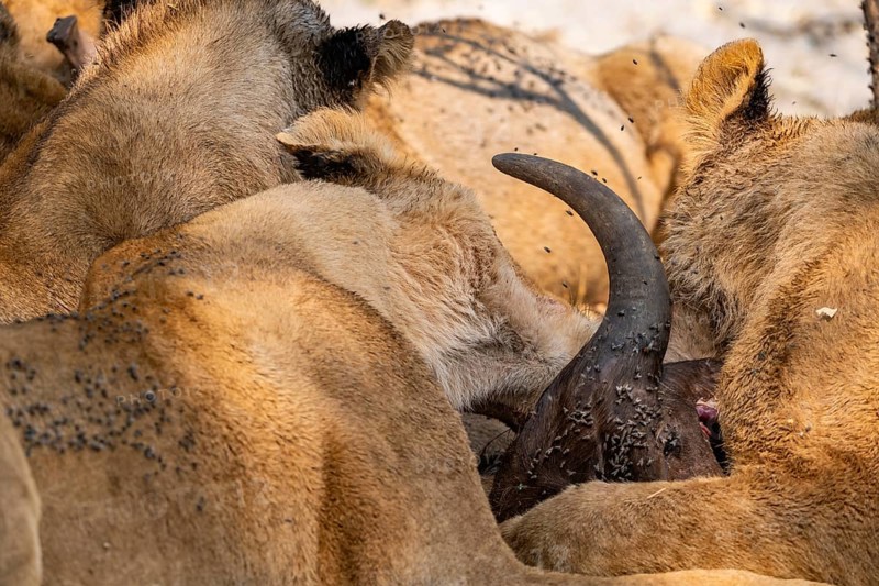 Lion (Panthera Leo) with kill, pack eats captured buffalo, horn on the head of the carcass, Moremi Game Reserve, Botswana