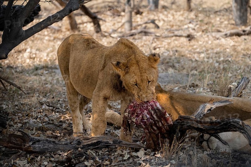 Lion (Panthera Leo) with kill, juvenile male eats the ribs of the captured buffalo, Moremi Game Reserve, Botswana