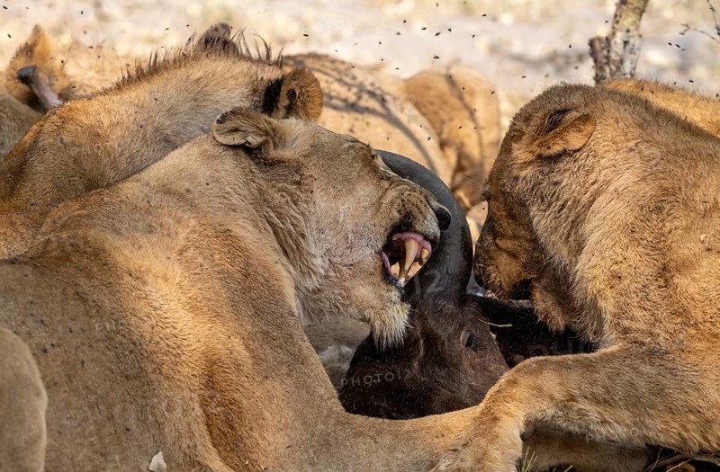 Lion (Panthera Leo) with kill, pack eats captured buffalo, lioness and young lion feed on the head of the carcass, Moremi Game Reserve, Botswana