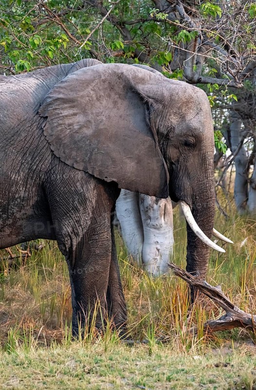 African elephant (Loxodonta africana), animal portrait, Moremi Game Reserve, Botswana