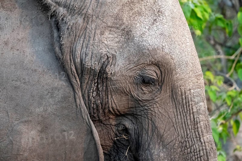 African elephant (Loxodonta africana) detail, animal portrait, Moremi Game Reserve, Botswana