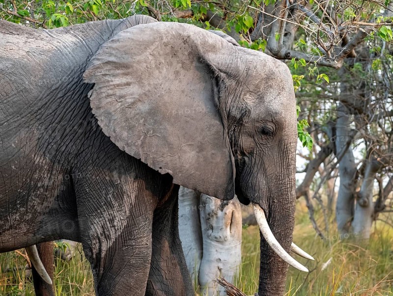 African elephant (Loxodonta africana), animal portrait, Moremi Game Reserve, Botswana