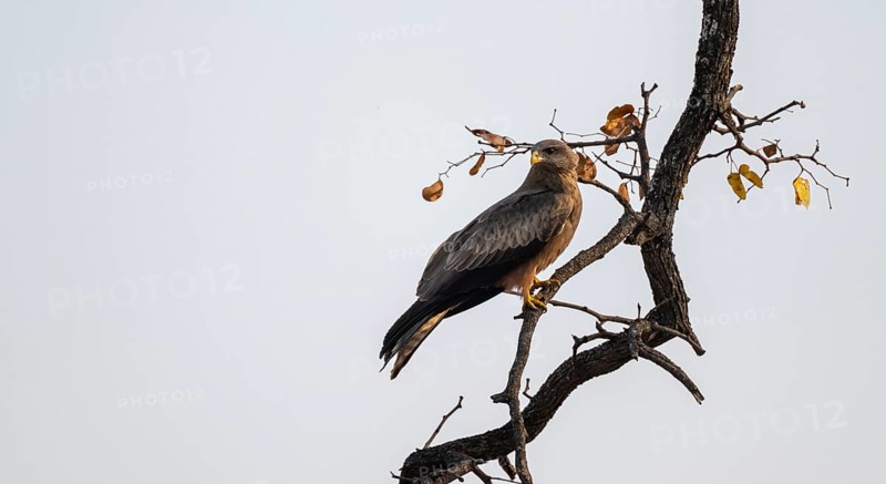 Yellow-billed kite (Milvus migrans aegyptius) sitting on a branch against a white sky, Moremi Game Reserve, Botswana