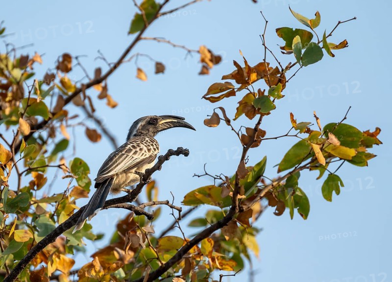 African grey hornbill (Lophoceros nasutus), adult male sitting in a tree, against a blue sky, Moremi Game Reserve, Botswana