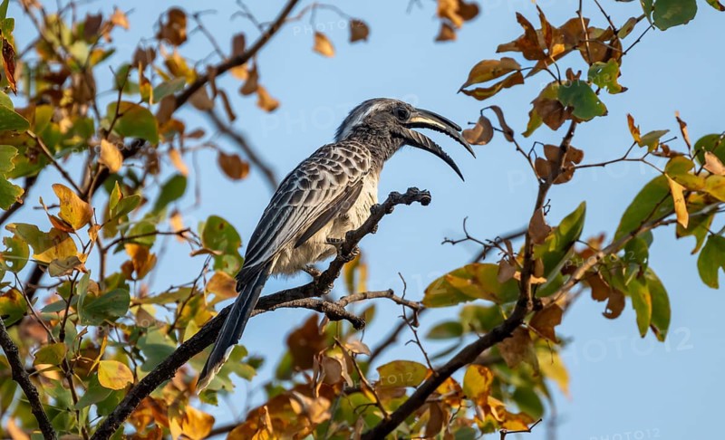 African grey hornbill (Lophoceros nasutus) with open beak, adult male sitting in a tree, against a blue sky, Moremi Game Reserve, Botswana
