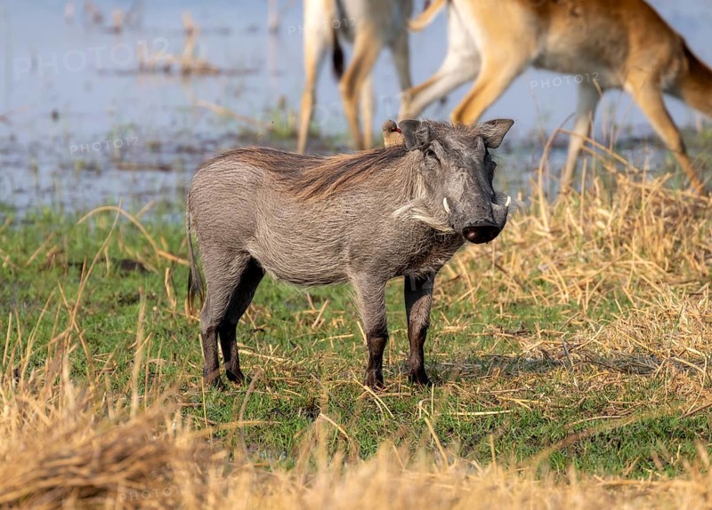 Common Warthog (Phacochoerus africanus), Moremi Game Reserve, Botswana