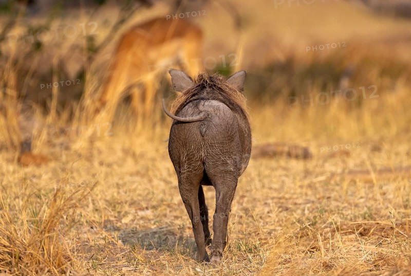 Common Warthog (Phacochoerus africanus), rear view, Moremi Game Reserve, Botswana