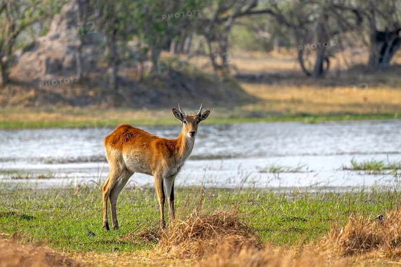 Letschwe or litchi bog antelope (Kobus leche), juvenile male, on the river, Okavango Delta, Moremi Game Reserve, Botswana