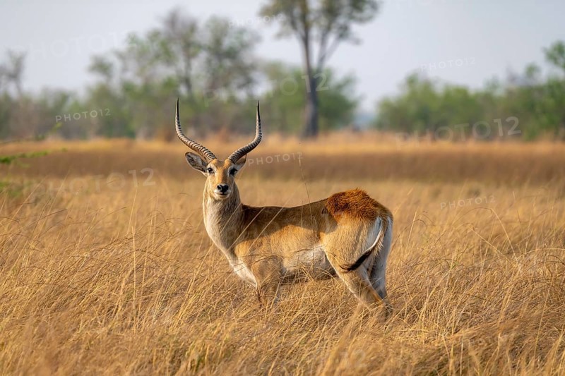 Letschwe or litchi bog antelope (Kobus leche), adult male, in tall dry grass, Okavango Delta, Moremi Game Reserve, Botswana