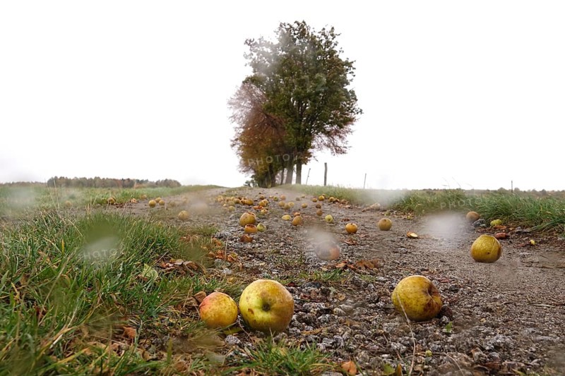 Fallen fruit, autumn time, Germany