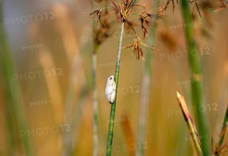 Marbled Reed Frog (Hyperolius marmoratus), white frog sitting on a papyrus, Xakanaxa Lagoon, Okavango Delta, Moremi Game Reserve, Botswana