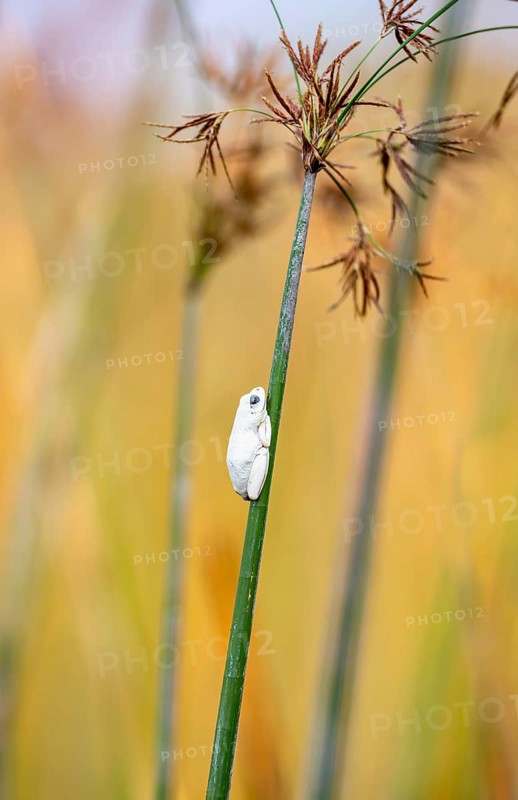 Marbled Reed Frog (Hyperolius marmoratus), white frog sitting on a papyrus, Xakanaxa Lagoon, Okavango Delta, Moremi Game Reserve, Botswana