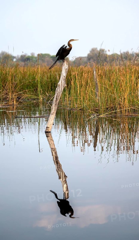 African Darter (Anhinga rufa) sitting on a dead tree in the river, with reflection, Thamalakane River, Okavango Delta, Botswana