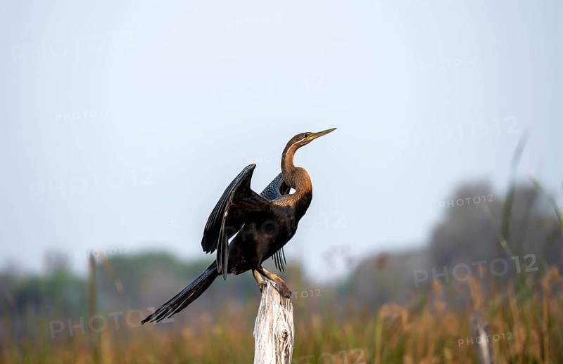 African Darter (Anhinga rufa), sitting on a dead tree, spreading wings, Thamalakane River, Okavango Delta, Botswana