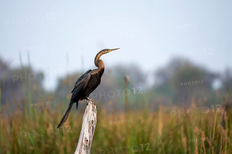 African Darter (Anhinga rufa) sitting on a dead tree, Thamalakane River, Okavango Delta, Botswana