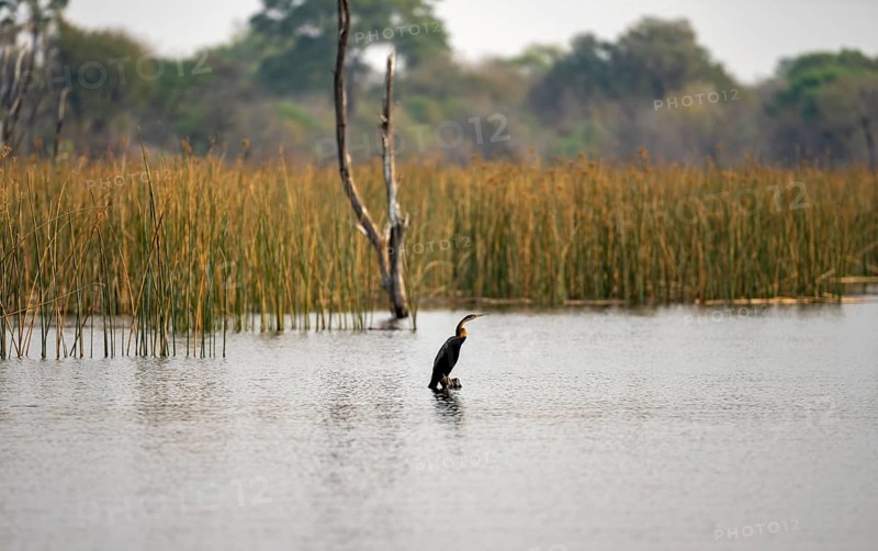 African Darter (Anhinga rufa), bird sitting on a dead tree in the river, Thamalakane River, Okavango Delta, Botswana