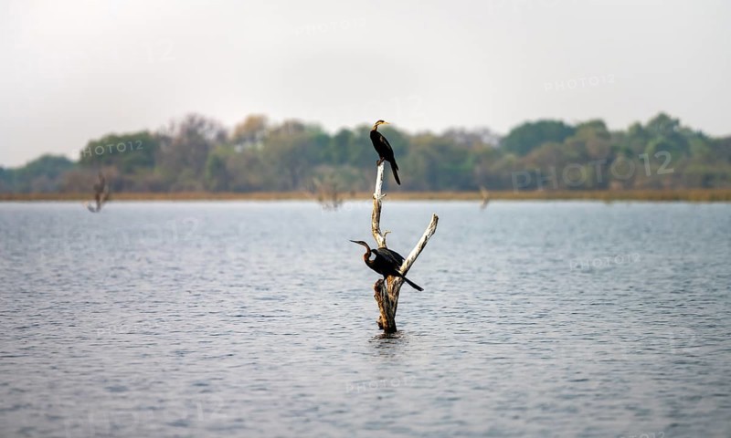 African Darter (Anhinga rufa), two birds sitting on a dead tree in the river, Thamalakane River, Okavango Delta, Botswana