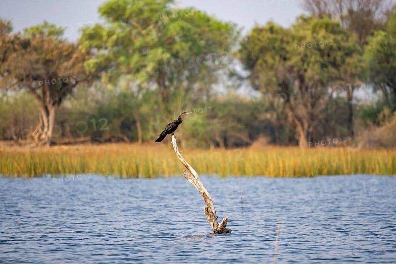 African Darter (Anhinga rufa) sitting on a dead tree in the river, Thamalakane River, Okavango Delta, Botswana