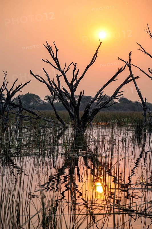 Sunset over the river, river grass and papyrus, dead tree reflected, Thamalakane River, Okavango Delta, Botswana