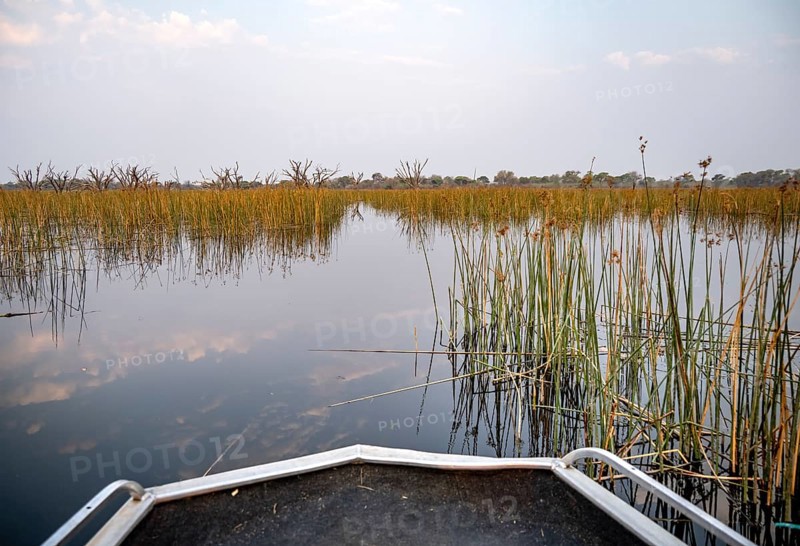 Boating on river between river grass and papyrus, Thamalakane River, Okavango Delta, Botswana