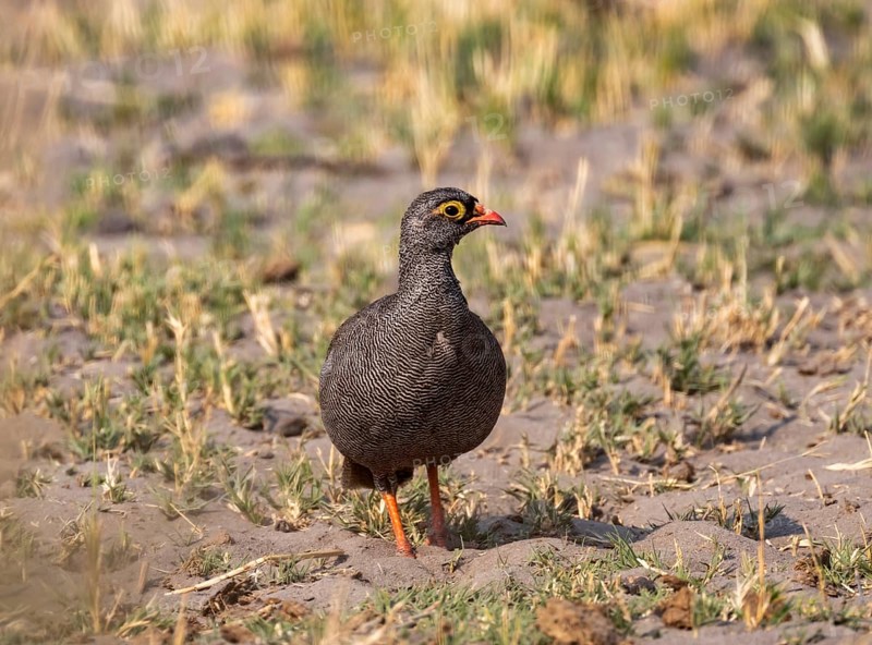 Red-billed spurfowl (Pternistis adspersus), Moremi Game Reserve, Botswana