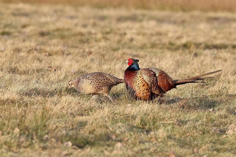 Pheasant, hunting pheasant (Phasianus colchicus), adult male bird with hen in a meadow, wildlife, lembruch, ox moor, Dümmer nature park Park, Lower Saxony, Germany