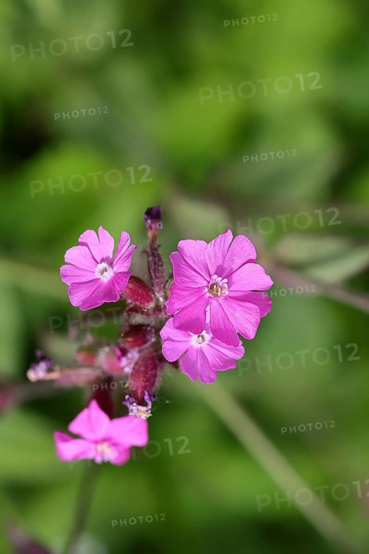 Red carnation (Silene dioica), close-up of a flower in a meadow, Wilnsdorf, North Rhine-Westphalia, Germany